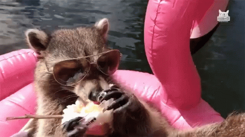 Raccoon in Sunglasses on Pink Flamingo Float
