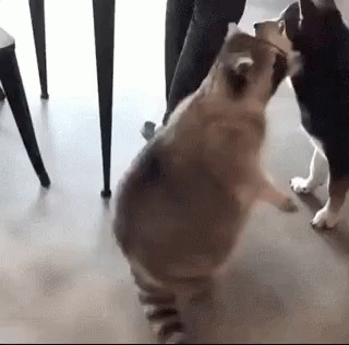 Raccoon Is So Full GIF
