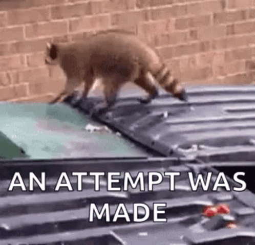 Raccoon Jumping Funny Animal GIF
