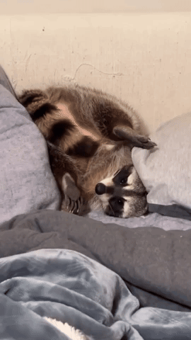 Raccoon Laying On Bed With Pillow GIF