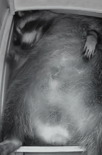 Raccoon Lying in a Box