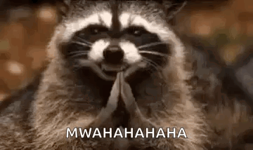Raccoon Making Funny Face