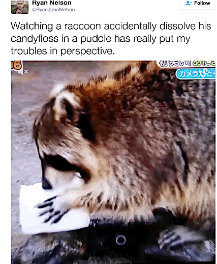 Raccoon My Precious Cotton Candy Dissolve GIF