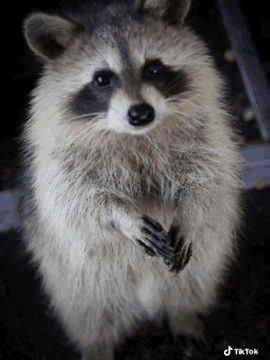 Raccoon On Hind Legs Looking At Camera TikTok GIF