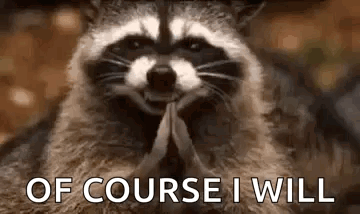 Raccoon Praying Of Course I Will GIF