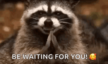 Raccoon Praying Saying Be Waiting For You GIF