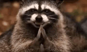 Raccoon Praying with Folded Hands
