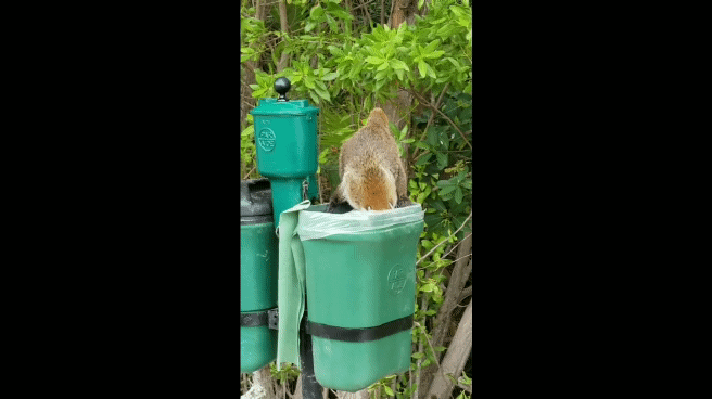 Raccoon Attacking Human GIF
