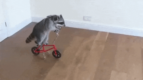 Raccoon Riding Cycle GIF