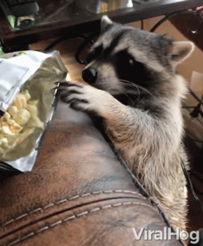 Raccoon Robbing Chips GIF