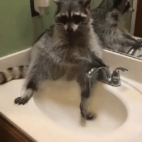 Raccoon Sitting in Bathroom Sink