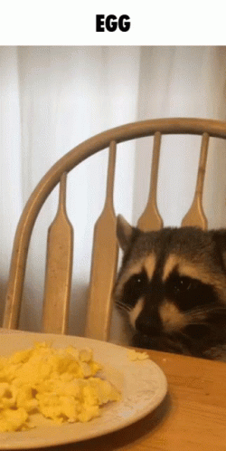 Raccoon Sitting in Chair Looking at Eggs