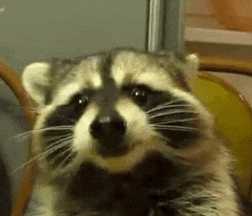 Raccoon Sitting In Chair With Open Mouth GIF