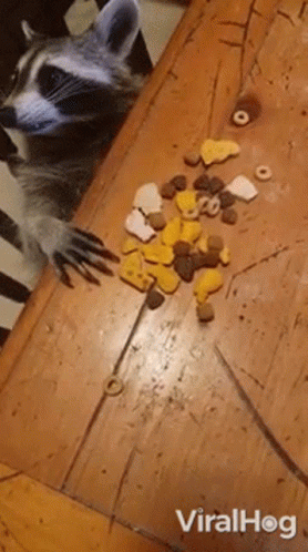Raccoon Sitting on Wooden Table with Pile of Food
