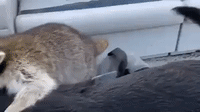 Raccoon Staring From Boat GIF
