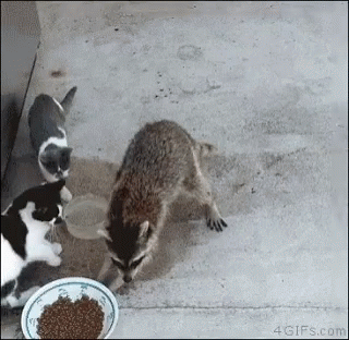 Raccoon Stealing Snacks GIF