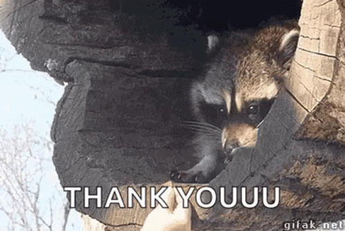 Raccoon Thank You GIF