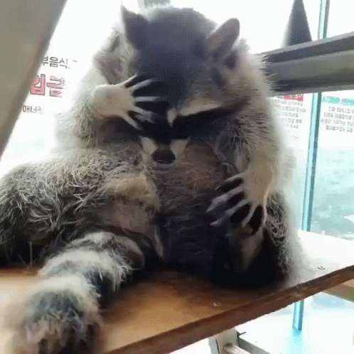 Raccoon Trying To Be Comfortable GIF