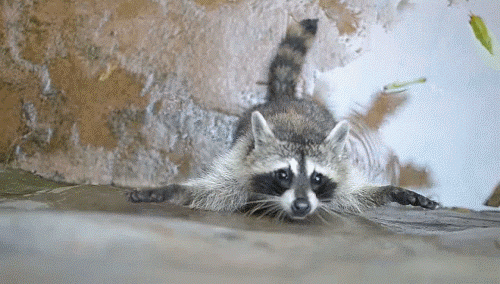 Raccoon Trying To Climb GIF