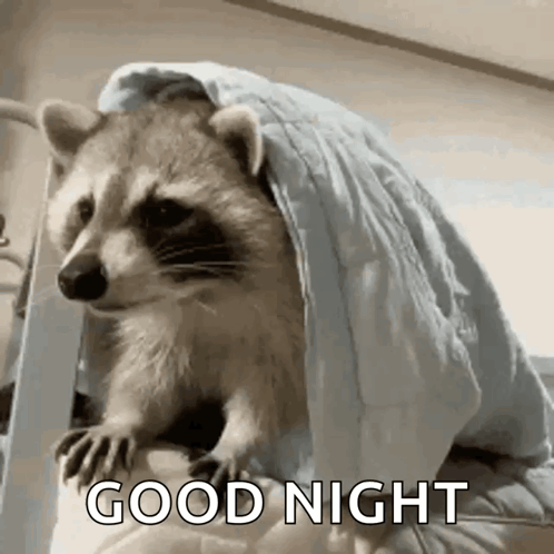 Raccoon Under Blanket Says Good Night