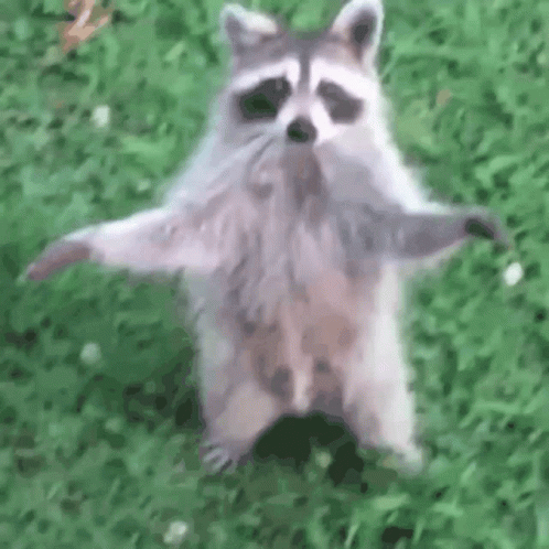 Raccoon Walking Like Human GIF