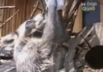 Raccoon Washing Hands GIF