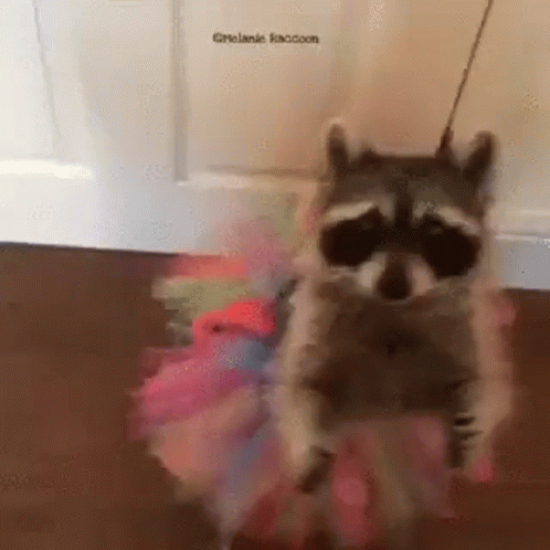Raccoon Wearing Skirt GIF