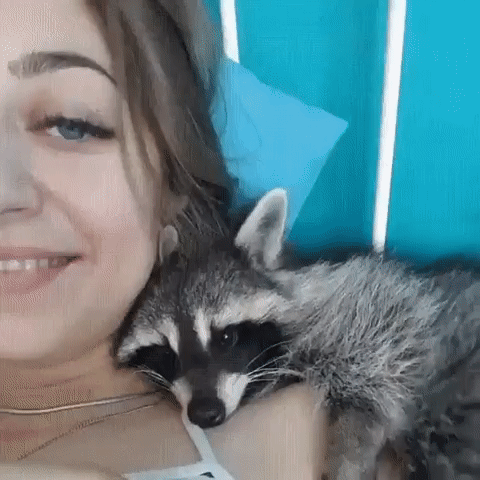 Raccoon With Human Mom GIF