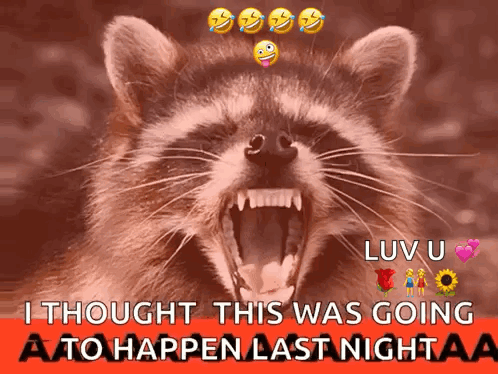 Raccoon With Mouth Open Saying I Thought This Was Going To Happen Last Night