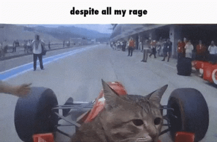 Race Cat Driving GIF
