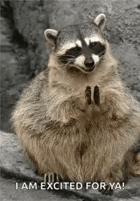 Racoon I Am Excited For Ya GIF