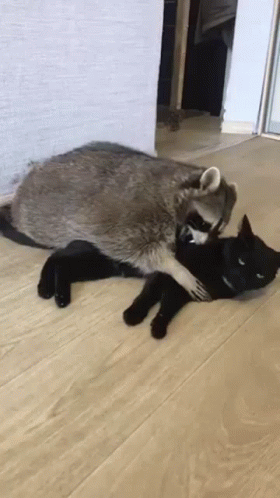 Racoon Hugging A Black Cat GIF