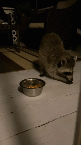 Racoon Eating Peanuts GIF