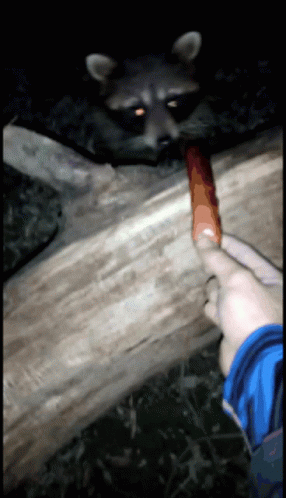 Racoon Fast Taking Carrot GIF