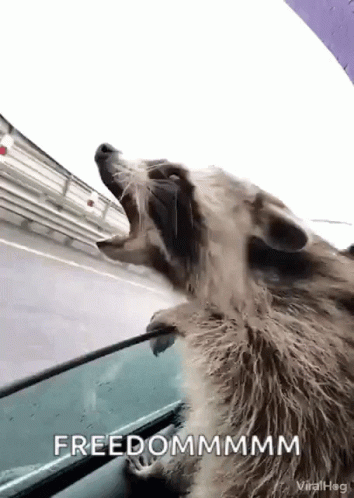 Racoon Screaming Freedom GIF