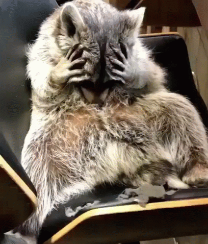 Racoon 424 X 498 Gif GIF