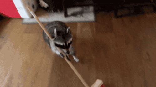 Racoon Ready To Clean GIF