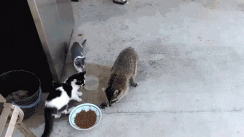 Racoon Sneaking Cat Food GIF