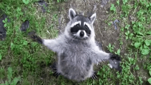 Racoon Standing Awesome GIF