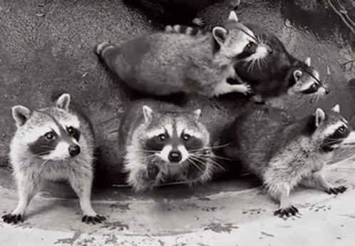 Racoon Funny Camera Jump GIF