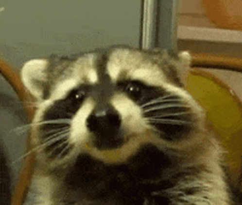 Racoon Chewing Food GIF