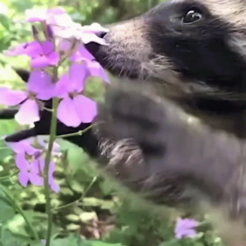 Racoon Eating Flowers GIF