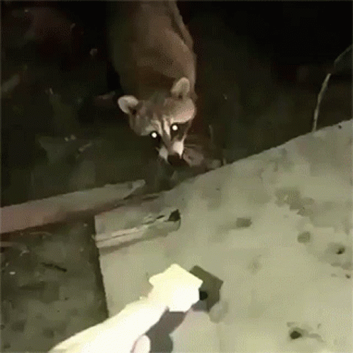 Racoon Eating Biscuit GIF