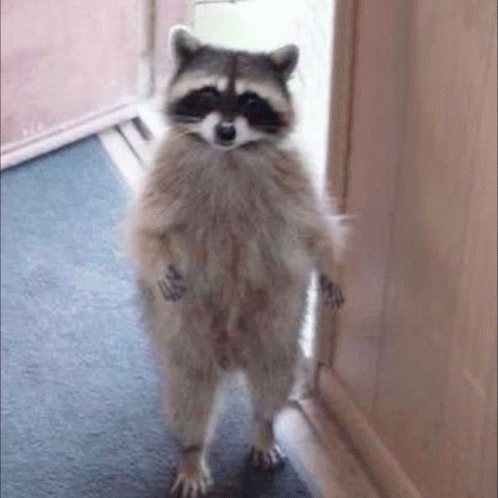 Racoon Standing Jimin Meme Bts GIF