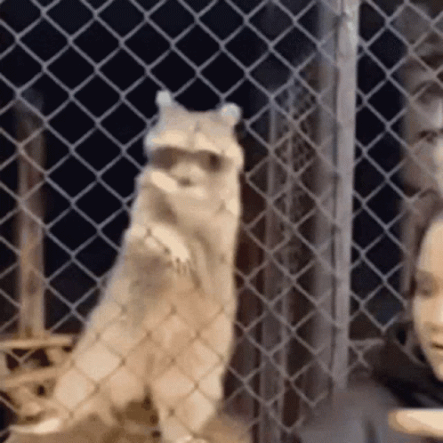 Racoon Dancing On The Fence GIF