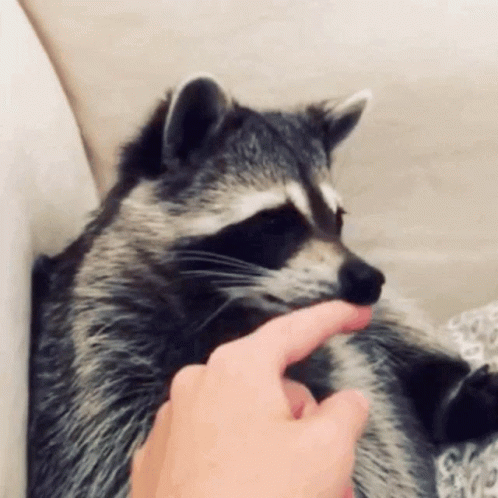 Racoon Nose Rub GIF