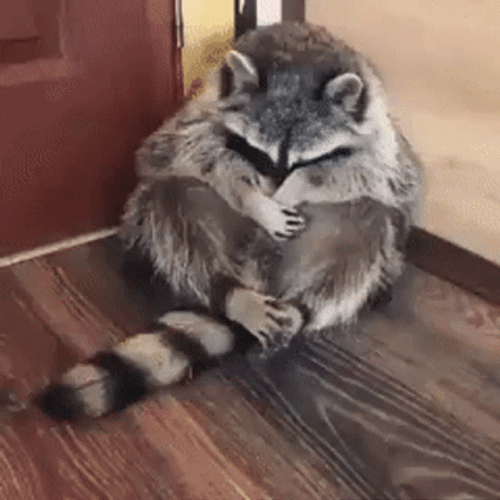 Racoon Being Sad Hugging Itself  GIF