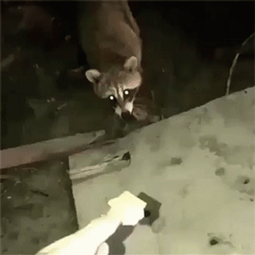 Racoon  Eating Biscuit GIF