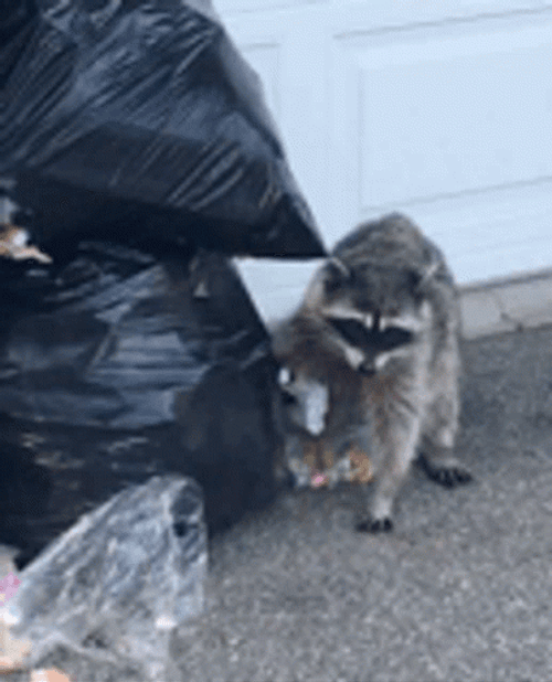 Racoon Eating Trash  GIF