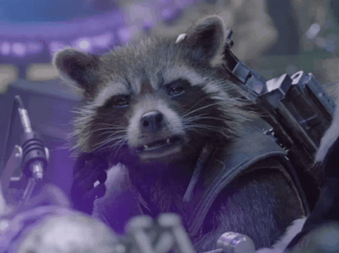 Racoon Feeling Tired GIF